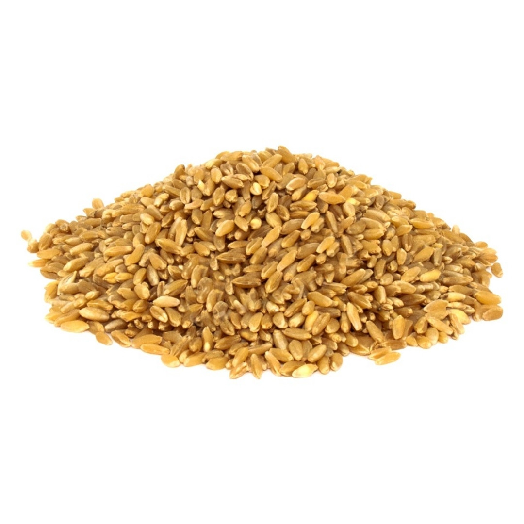 Diş Buğdayı (Hediklik Buğday) 1 diş buğdayı hediklik buğday